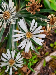 Celmisia major brevis