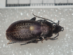 Carabus carinthiacus