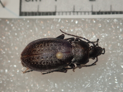 Carabus carinthiacus