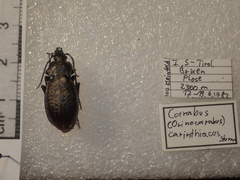Carabus carinthiacus