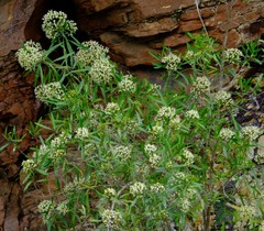 Nuxia oppositifolia