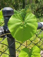 Ipomoea alba