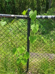 Ipomoea alba
