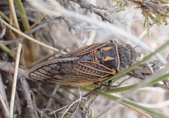 Okanagana synodica