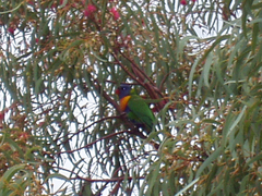 Trichoglossus moluccanus