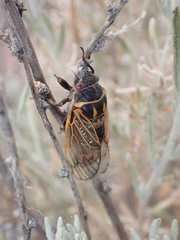 Okanagana synodica