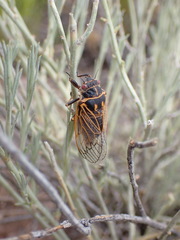 Okanagana synodica