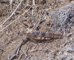 Circotettix carlinianus