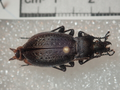 Carabus carinthiacus