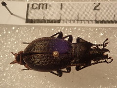 Carabus carinthiacus