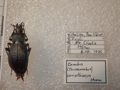 Carabus carinthiacus