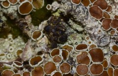 Protoparmelia badia