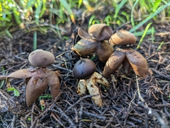 Geastrum fornicatum