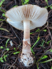 Leucoagaricus cupresseus