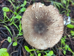 Leucoagaricus cupresseus