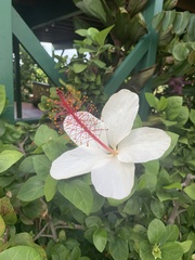 Hibiscus arnottianus