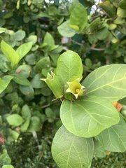Hibiscus arnottianus
