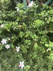 Hibiscus arnottianus