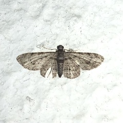 Sigilliclystis insigillata