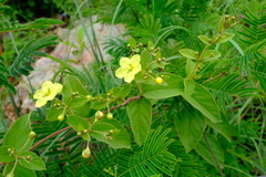 Sphedamnocarpus pruriens