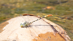 Austroepigomphus turneri