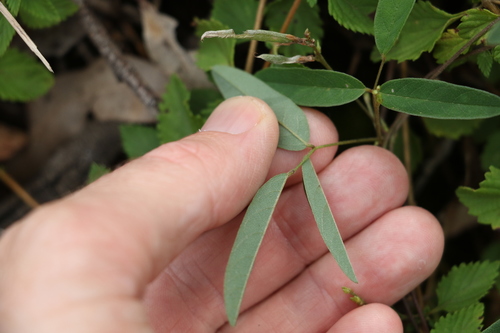 Image of Galactia tenuiflora by (c) Greg Tasney, some rights reserved (CC BY-SA)