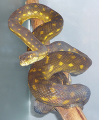Tanimbar Python photo 2