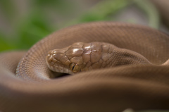 Tanimbar Python photo 3