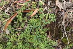 Galactia tenuiflora