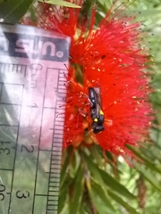 Amphylaeus morosus