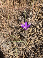 Brodiaea elegans elegans