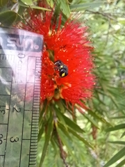 Amphylaeus morosus