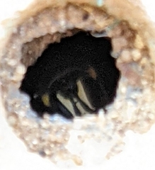 Hylaeus nubilosus