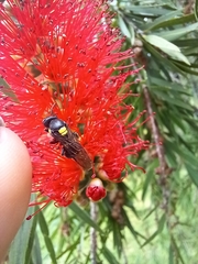 Amphylaeus morosus