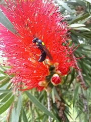 Amphylaeus morosus