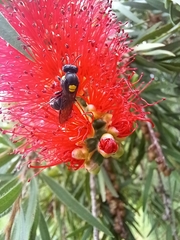 Amphylaeus morosus