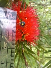 Amphylaeus morosus