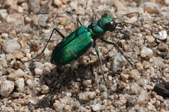 Cicindela tranquebarica sierra