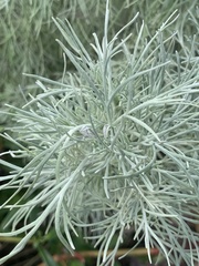 Artemisia mauiensis