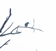 Psilopogon duvaucelii