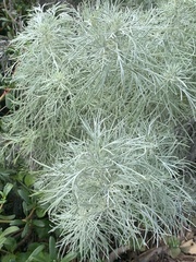 Artemisia mauiensis