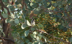 Phylidonyris novaehollandiae novaehollandiae