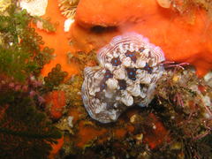 Dendrodoris krusensternii
