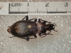 Carabus fairmairei heteromorphus