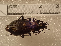 Carabus fairmairei heteromorphus