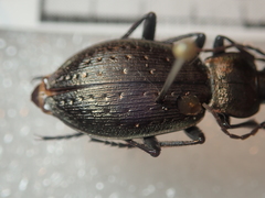 Carabus fairmairei heteromorphus