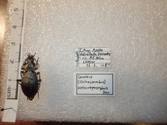 Carabus fairmairei heteromorphus