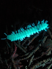 Xystocheir dissecta dissecta