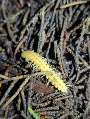 Xystocheir dissecta dissecta