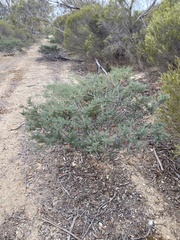 Acacia pinguifolia